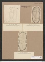 Surirella sp. (de-Toni-Nr.: Genus 53) Zeichnungen Sammlung Grunow Nr. 4834 (NHMW-BOT-W0372998)